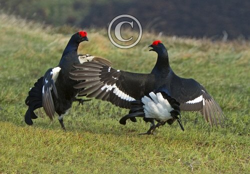 Pair Black Grouse Fighting DM1016
